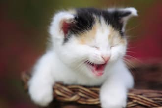 write five original jokes tailored for you