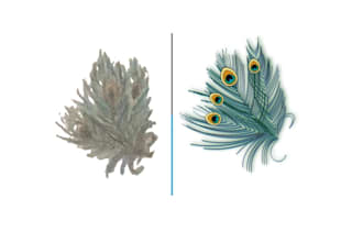 vectorize or trace your image