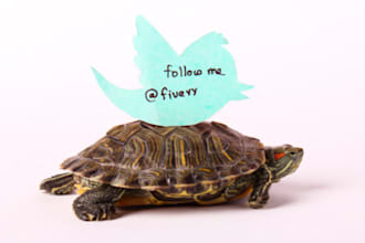 take a HD Picture and Video of my Turtle carrying your message