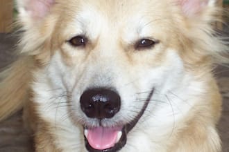 blog and Post a Pic of Your Pet Dog on my Dog Site