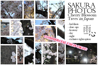 give you a sakura photo from Japan