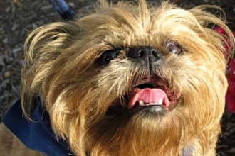 place your text on this cute funny dog video to promote your message, birthday or event online