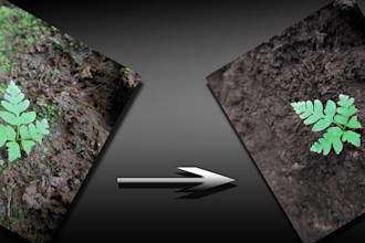 enhance Your Images in Photoshop
