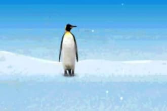 make a UNIQUE Video in which Penguin will Write Your Message on ice