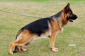 give you professional pet care emergency consultation