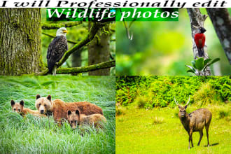 do wildlife nature photo editing in photoshop lightroom