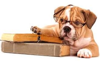 write a 400 word article on pets and animal care