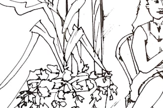 draw sketch or black and white line illustration