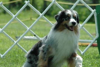 give you tips for training your dog