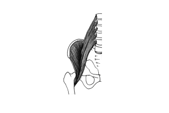 draw human body in anatomy style