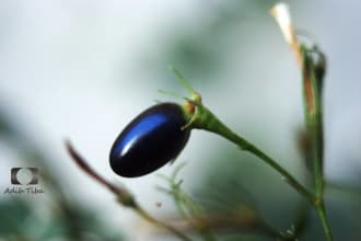 fruit Jasmine Flower 2