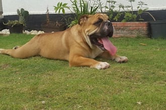 publicidad de bulldogs ingles americano