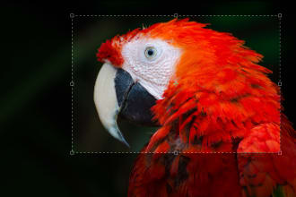 remove background, crop and rezise your picture in 24hour