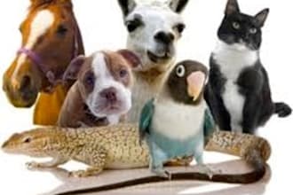 help your animal friend with distance healing clear and heal nonserving patterns emotions and trauma