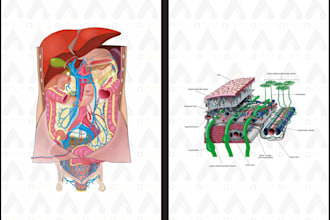 do realistic medical illustrations