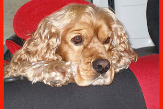 give you 1300 dog PLR articles and 130,000 dog keywords
