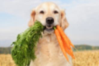 deliver 25 fabulous Dog Diet PLR articles in 24 hours