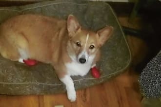 make a video of my Corgi complaining in subtitles about how a restaurant would not accept her expired groupon for half off pub fare