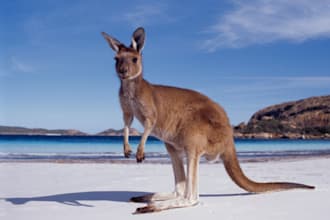 talk to you for 15mins in Australian English via Skype