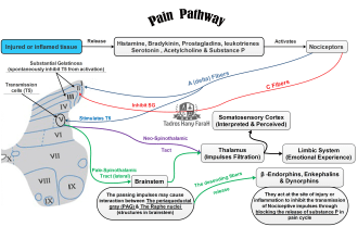 make a summarized memorable mind map or  flowchart