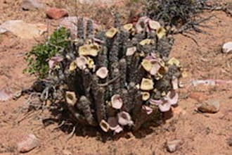 send you my Hoodia Diet ebook