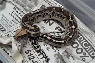 review your Python code