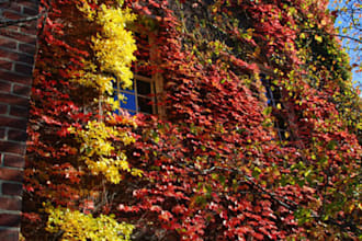 give your college app essay an ivy league polish in 24 hours