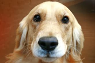 create A Customer Testimonial, Product Testimonial, Website Testimonial, Video As Jax The Dog