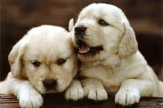 get Poochie Golden Retriever Pup to say anything you want