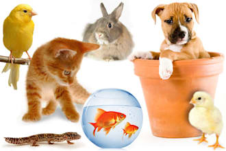 give you a pet reading