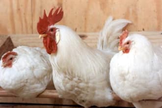 feed My Chickens Around Your Message