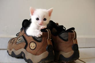 send you over 1350 high quality articles on Pets