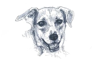 professional draw your dog by hand