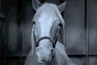 make a funny Mr Ed video message