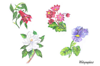 do pencil color sketch or digital sketch for you
