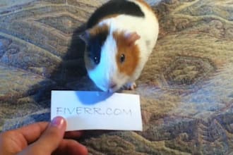 record my CAVY, chewing a sign with your message