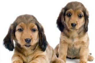 advertise your website,business,or message by animating these two dogs to speak for you, it will be fun