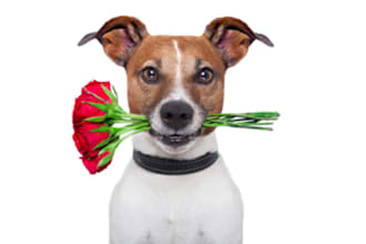 give You Over 1,000 Articles on Dogs, Cats and Pets