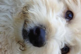 take a photo of my dog holding any message of your choice