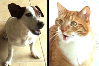 make you a 15 second custom talking animal video