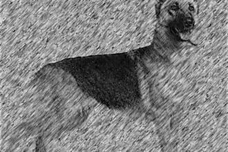 do a pencil drawing of any photo