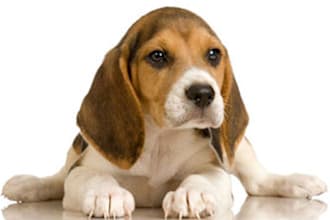 give you 23 fresh Dog PLR Articles