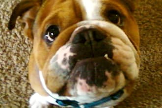 put your name, logo or message on my Bulldog while jumping on the trampoline