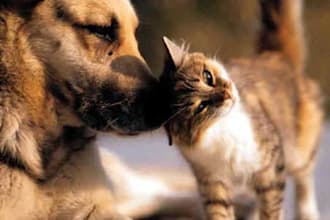 give you advice on cat or dog behaviour