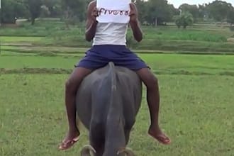 create a promotional message, wish, products or ideas in HD format by a village boy on top of buffalo