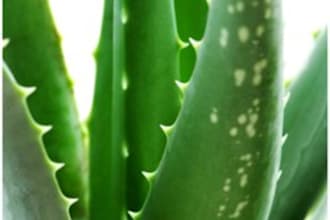 create a natural skin care recipe