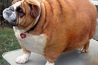help you choose the best food and develop a healthy meal plan for your Dog or Cat for optimum health, weight loss, allergies, etc