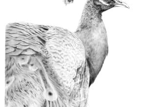 draw realistic illustration of a bird with ink or pencil