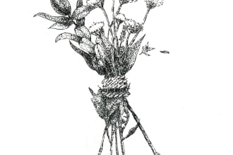 hand drawn black and white pen and ink line art illustration