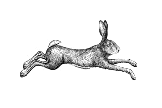 draw realistic vintage ink animal illustration